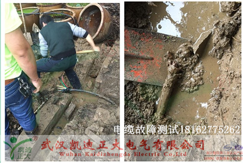 植物园草莓短视频下载测试.jpg